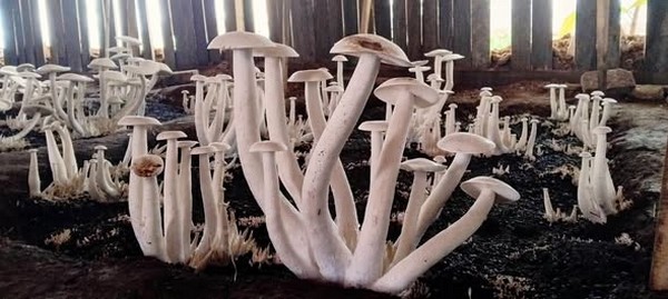 image champigons